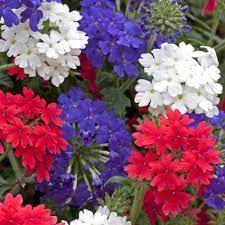 This native perennial produces attractive spikes of tubular perennial flowers in pink, blue, lavender, white, or shades of red from late spring to early summer. Verbena Red Wh Blue Blue Flowers Garden Flower Garden Plans Blue Flower Arrangements
