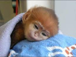 The Cutest Monkeys You Have Ever Seen Cute Baby Monkeys Video Youtube