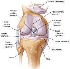 anatomy of the knee bones muscles arteries veins nerves