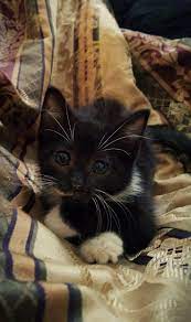 Jenavieve The Junkyard Kitten Cute Cats Hq Pictures Of Cute Cats And Kittens Free Pictures Of Funny Cats And Photo Of Cute Kittens Kittens Cutest Cute Cats Cute Cats And Kittens