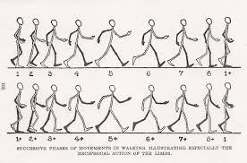 Basic Animation Workshop A Human Figure Walking Animation Sketches Walking Animation Animation Tutorial