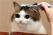 Brushing Cat