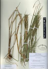 Image result for Arundinella nepalensis