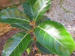Image result for Ficus trichopoda