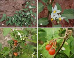 Image result for Solanum villosum