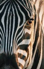 Image result for zebra