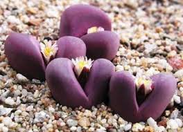 Image result for Huernia procumbens