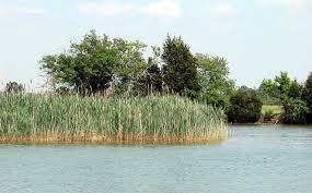 Image result for Phragmites