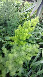 Image result for Asparagus macowanii