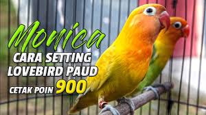Aufrufe 2,3 tsd.vor 2 monate. Global Kicau Tembus Poin 4000 Ini Rahasia Pakan Lovebird Balibu Arjuna Konslet Durasi Panjang Youtube