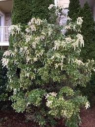 Image result for Pieris japonský obrázek