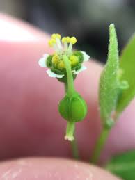 Image result for Euphorbia depauperata