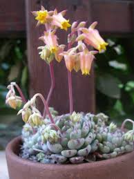 Image result for Humularia minima