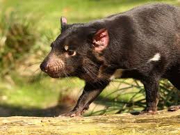 10 Weird And Wonderful Wildlife Of Australia