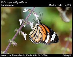 Image result for Orthosiphon thymiflorus