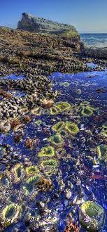 Tide Pool Tide Pools Tidal Pool Ocean