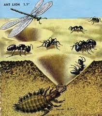 Circuswater Great Animals The Ant Lion Animals Animal Projects Vegetable Animals
