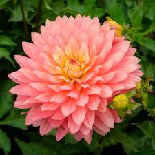 Image result for Dahlia excelsa