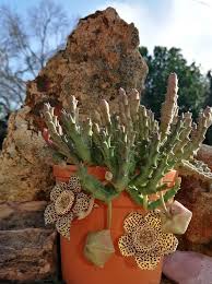 Image result for Orbea longidens