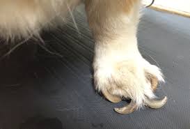 clipping dogs toe nails