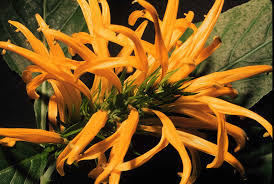 Image result for Justicia aurea