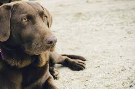 Male & female chocolate lab names lists and suggestions Labrador Names The Ultimate List 225 Great Names