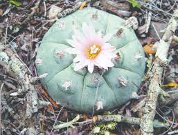 The peyote cactus is and absolute must for when you just want to have a good trip. A Mature Eight Ribbed Peyote Cactus Diameter Ca 5 Cm In Habitat Download Scientific Diagram