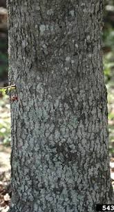 Browse 611 sweet gum tree stock photos and images available, or search for locust tree or american sweetgum to find more great stock photos and pictures. Sweetgum