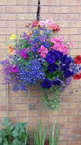 Basket With Geraniums Petunias Verbena Lobelia Nasturtium And Ivy Lobelia Flowers Plants For Hanging Baskets Container Flowers