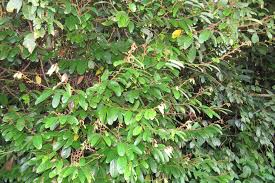 Image result for Cryptocarya transvaalensis