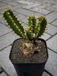 Image result for Euphorbia mlanjeana