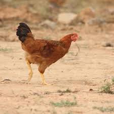 Live Country Chicken At Rs 180 Kilogram Kattur Chennai Id 15044639062
