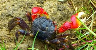 Red Clawed Crab Crab Pets Animals