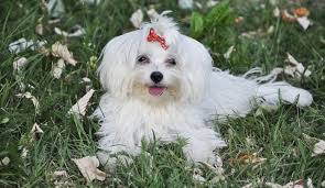Click find out more to read about changes that have happened. Havanese Dogs Price How Much Are These Adorable Pups 2020 Herepup