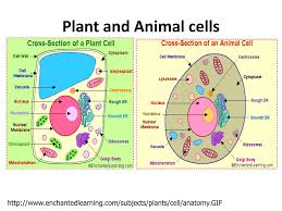 An immature plant cell is filled with cytoplasm with a. Ppt Plant And Animal Cells Powerpoint Presentation Free Download Id 7060098