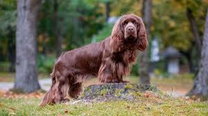 Image result for sussex španěl