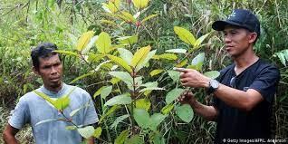 Kratom Jenis Tanaman Asli Indonesia Yang Kini Jadi Obat Dan Laris Di Ekspor Ke Amerika Tapi