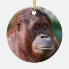 Sassy home fc045 large orangutan speak no evil garden ornament, one colour, 62 x 55 x 39cm. Orangutan Christmas Ornaments Zazzle 100 Satisfaction Guaranteed