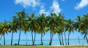 Resultado de imagen de palmeres