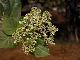 Image result for Premna sp.