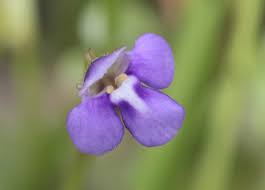 Image result for Linderniaceae