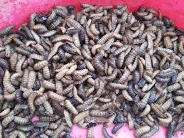 We did not find results for: Ternyata Inilah 2 Cara Budidaya Maggot Paling Mudah Untuk Pakan Ikan By Mata Air