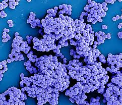 Image result for Staphylococcus