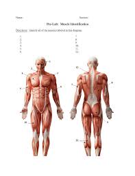 Interesting facts about voluntary muscles the human body has over 600 voluntary/skeletal muscles. Diagram Of Body Muscles And Names Human Muscle Anatomy Quiz All The Major Muscle Groups Of The Body From Front And Back Roxanne Fishel