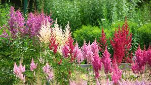 We did not find results for: Cuales Son Las Plantas Ideales Para Decorar Los Espacios Oscuros De Tu Patio Infocampo