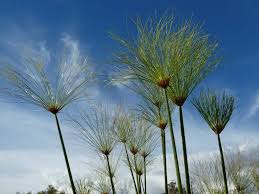 Image result for Cyperus papyrus