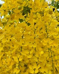 Image result for Cassia angolensis