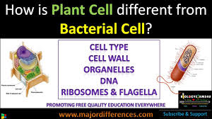 Cells are the smallest units of life. Difference Between Plant Cell And Bacterial Cell In 5 Minutes Biologyexams4u Youtube