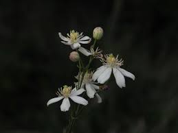 Image result for Clematis dolichopoda