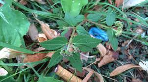 Image result for Euphorbia ophthalmica